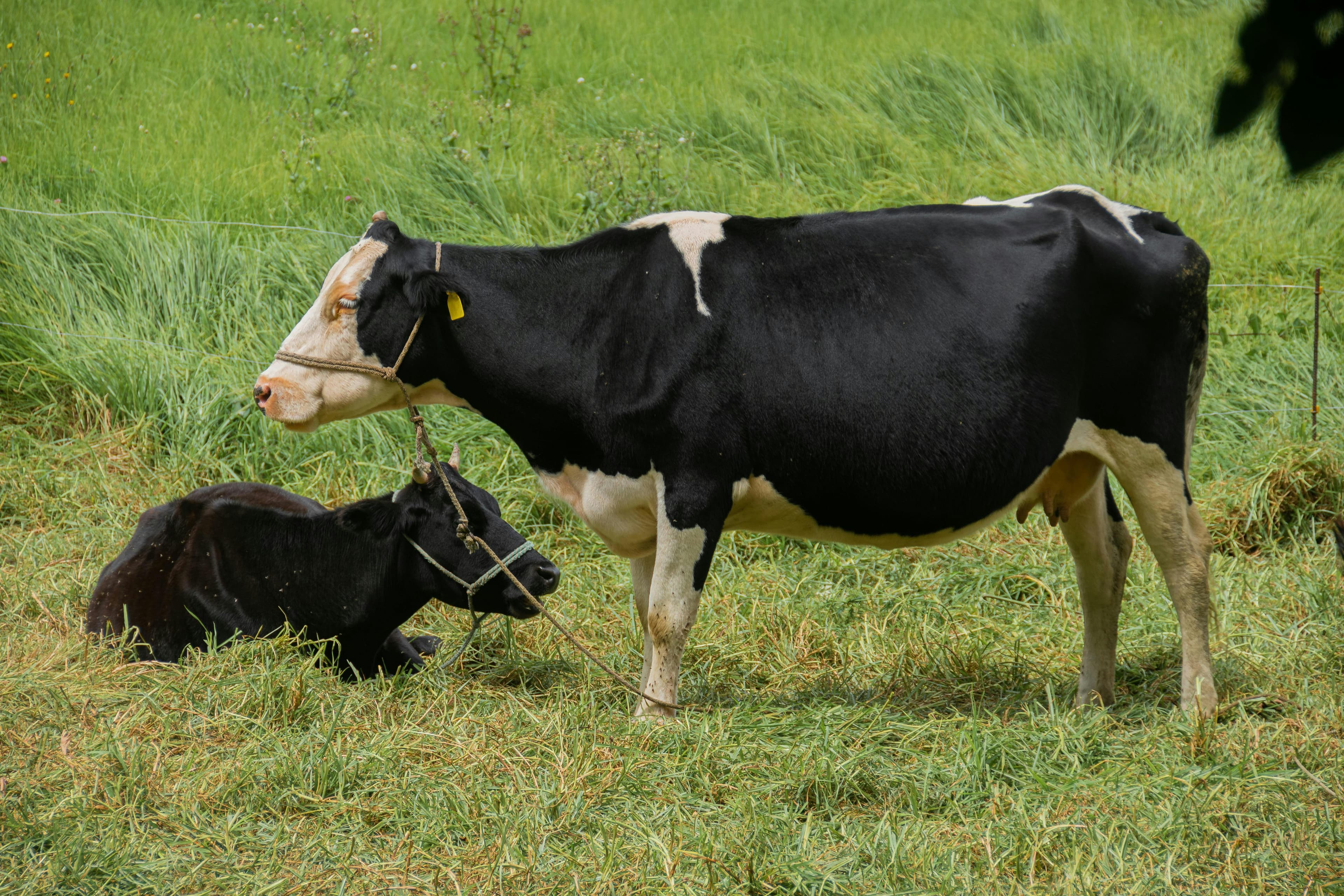 Organic free-range chicken and egg production from humanely raised poultry.
