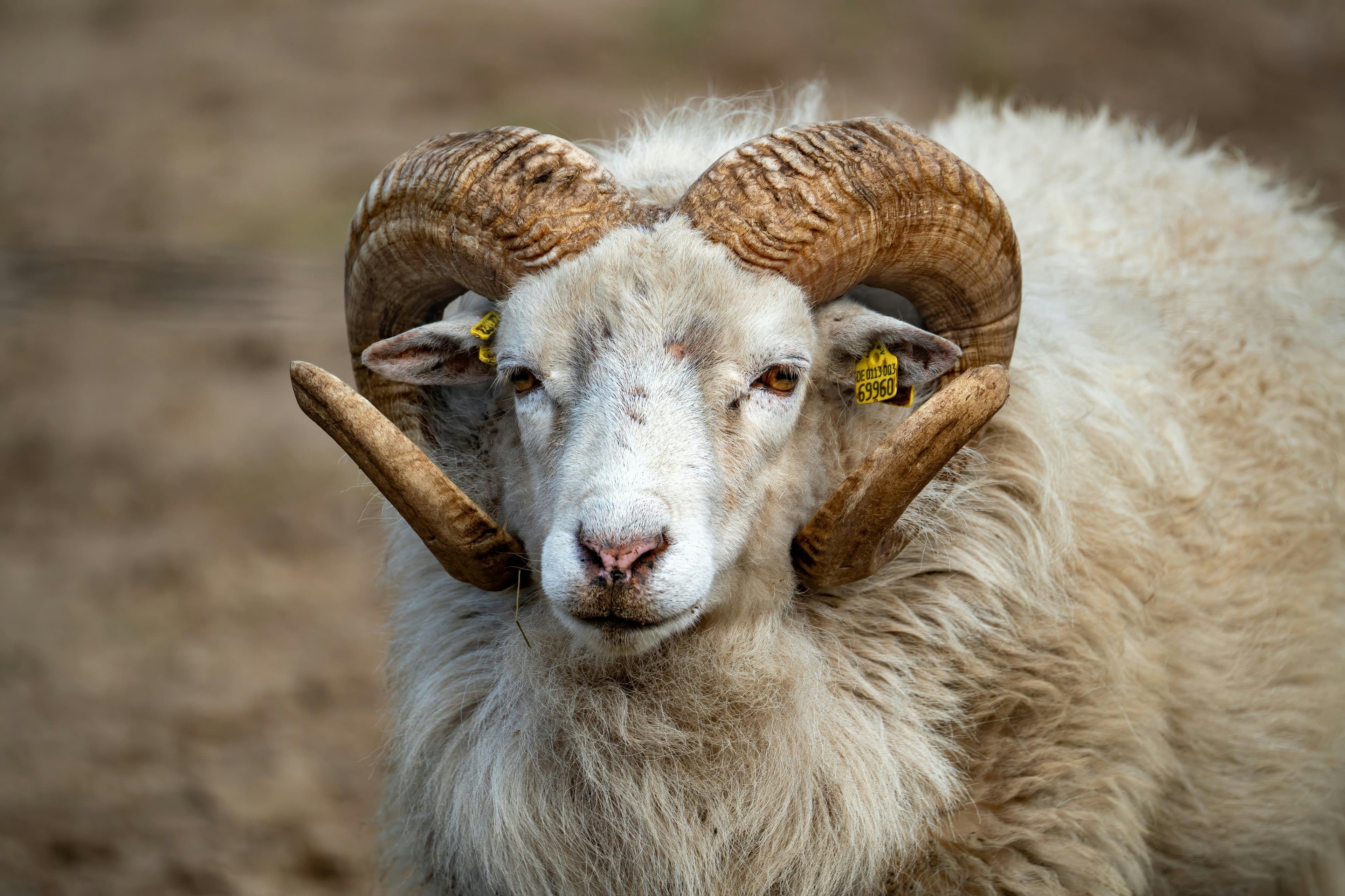 Precision-bred heritage livestock with advanced genetic selection techniques.